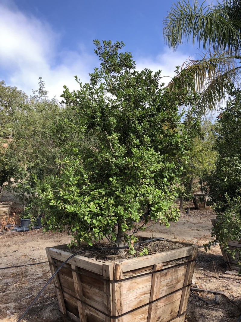 Photo for Quercus agrifolia (Multi) (Coast Live Oak)