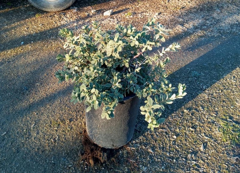 Photo for Cistus 'Sunset' (Sunset Rockrose)