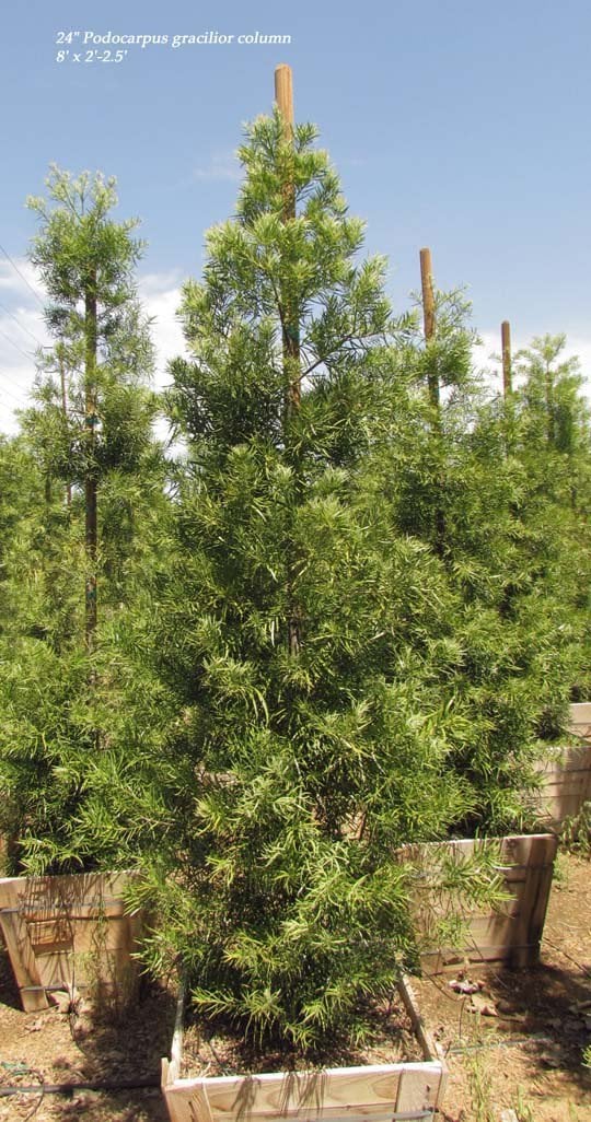 Photo for Podocarpus gracilior (low branching column) (Fern Podocarpus)
