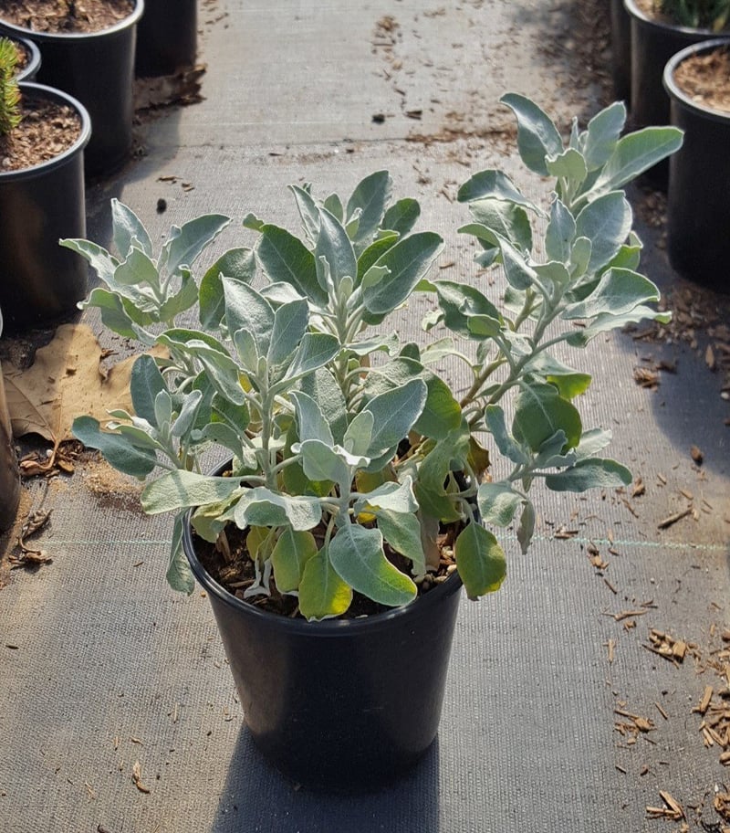 Photo for Eriogonum giganteum (Saint Catherine's Lace Giant Buckwheat)