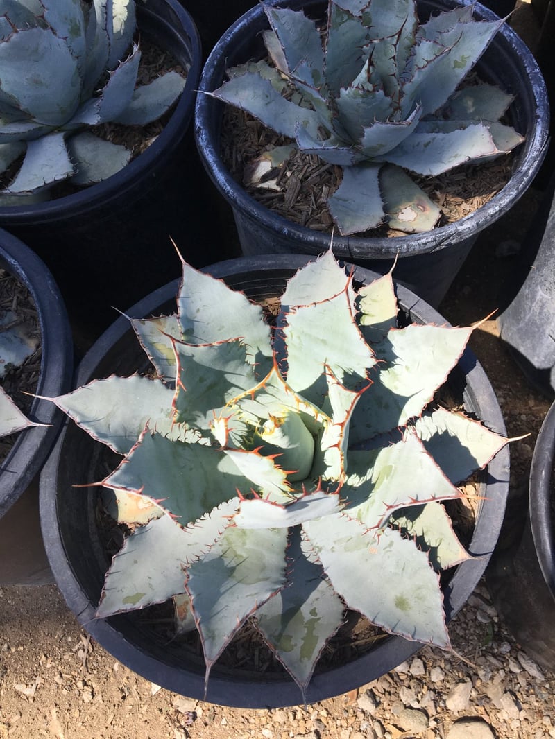 Photo for Agave parryi (Parry's Agave)