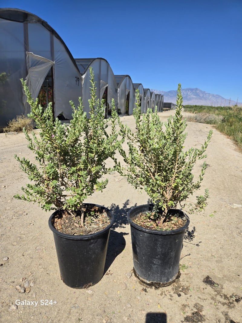 Photo for Leucophyllum frutescens 'Green Cloud' (Green Cloud Texas Ranger)