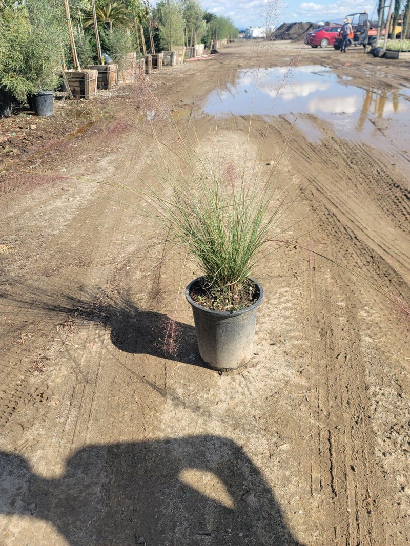 Photo for Muhlenbergia capillaris 'Lenca' (Regal Mist Pink Muhly Grass)