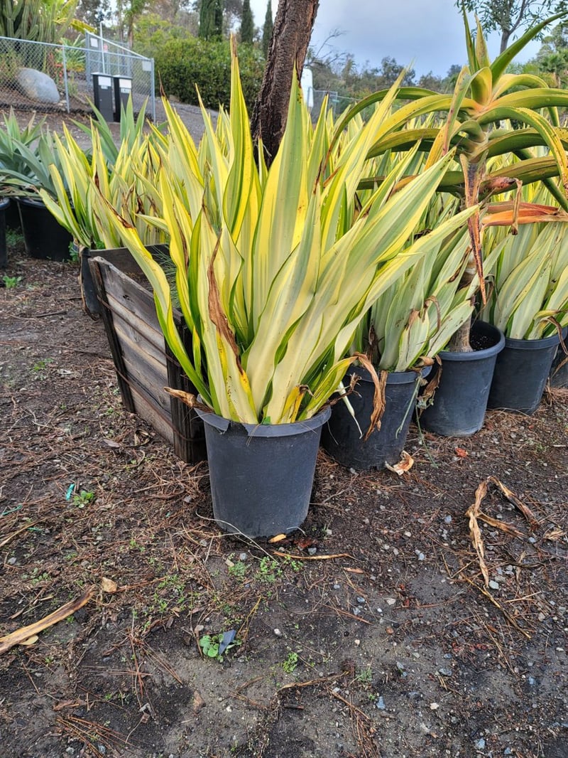 Photo for Furcraea foetida 'Mediopicta' (F. gigantea 'Striata') (Furcraea foetida 'Mediopicta')