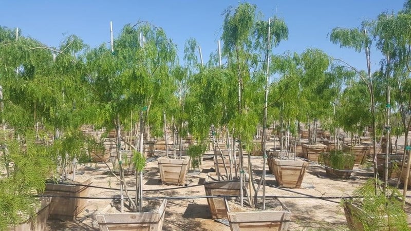 Photo for Prosopis glandulosa 'Maverick' (Maverick Honey Mesquite)