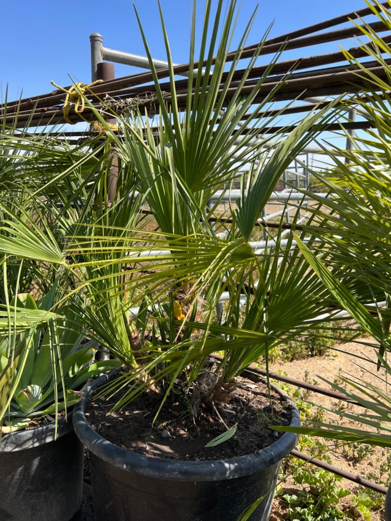 Photo for Chamaerops humilis (Mediterranean Fan Palm)