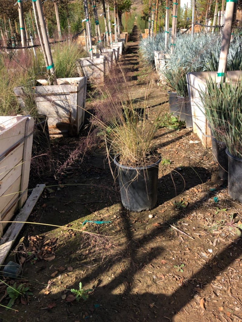 Photo for Muhlenbergia capillaris 'Lenca' (Regal Mist Pink Muhly Grass)