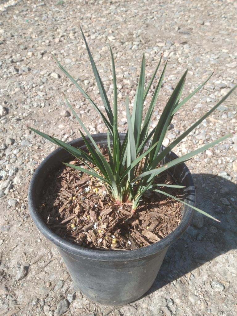 Photo for Dianella revoluta 'Little Rev' (Little Rev Flax Lily)