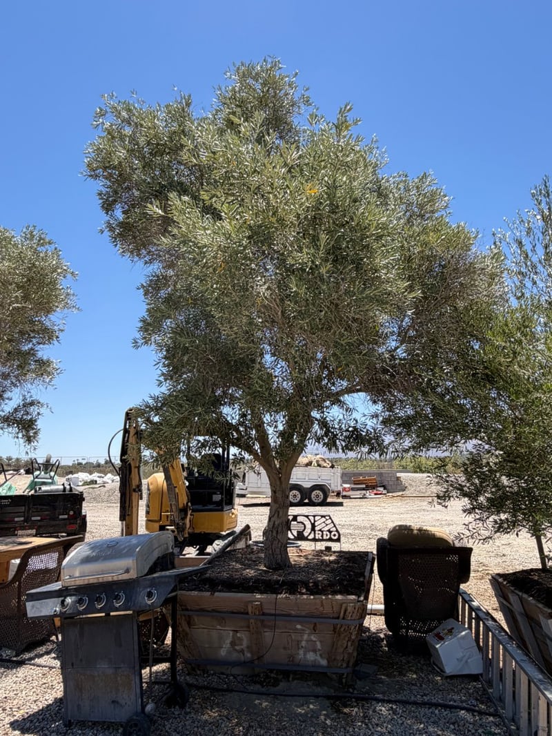 Photo for Olea europaea (Field Grown) (Olive Tree)