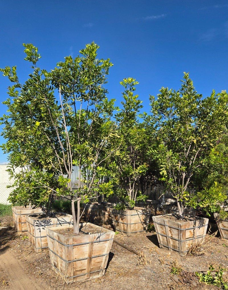 Photo for Cupaniopsis anacardioides (Multi) (Carrotwood)
