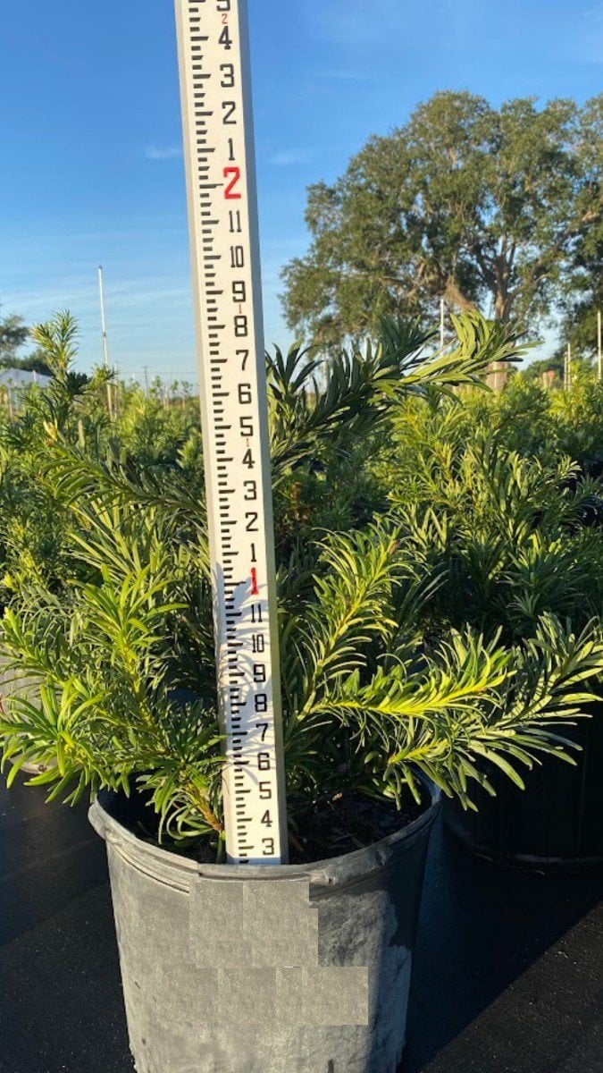 Photo for Podocarpus macrophyllus 'Pringles Dwarf' (Pringles View)