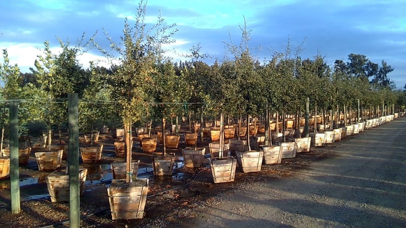 Photo for Quercus lobata (Standard) (Valley Oak)