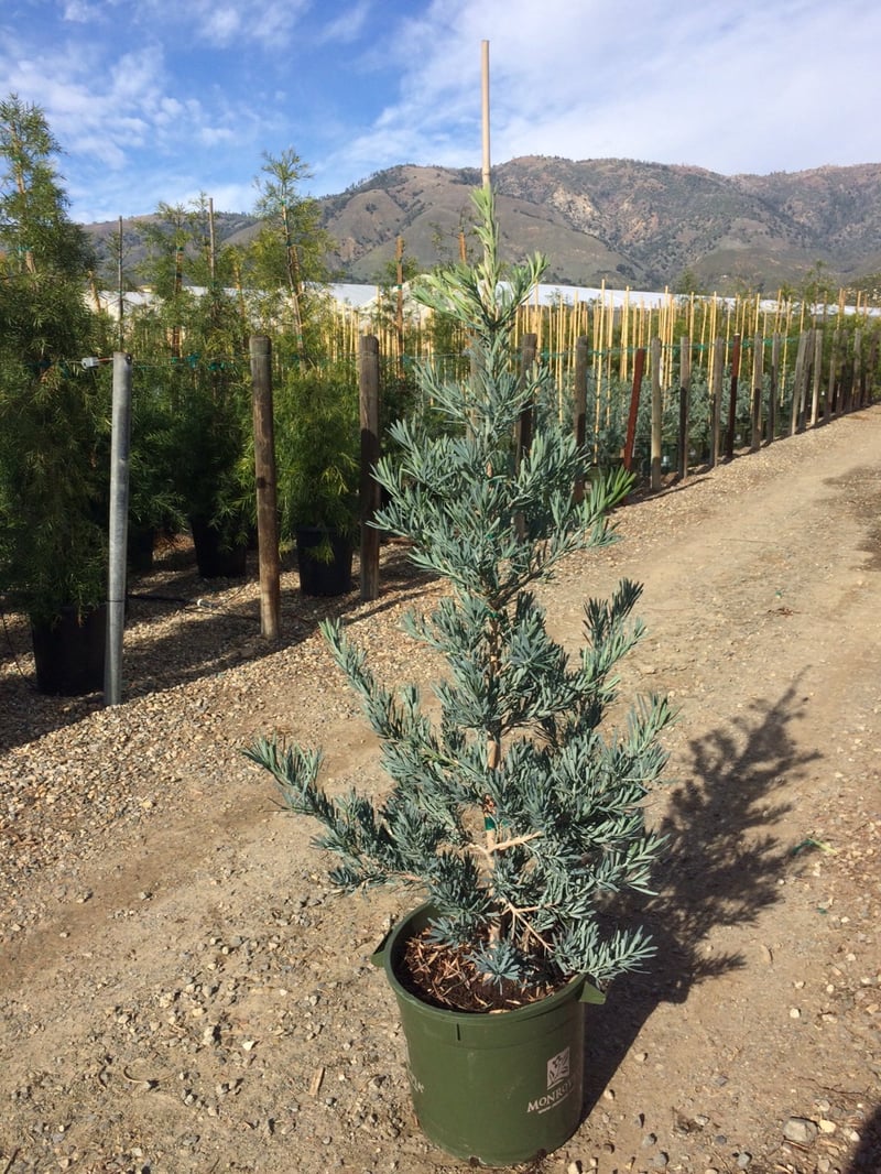 Photo for Podocarpus elongatus 'Monmal' (Column) (Icee Blue Yellow-Wood)