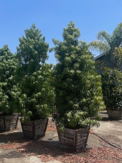 Photo for Podocarpus henkelii (Long Leafed Yellowwood)