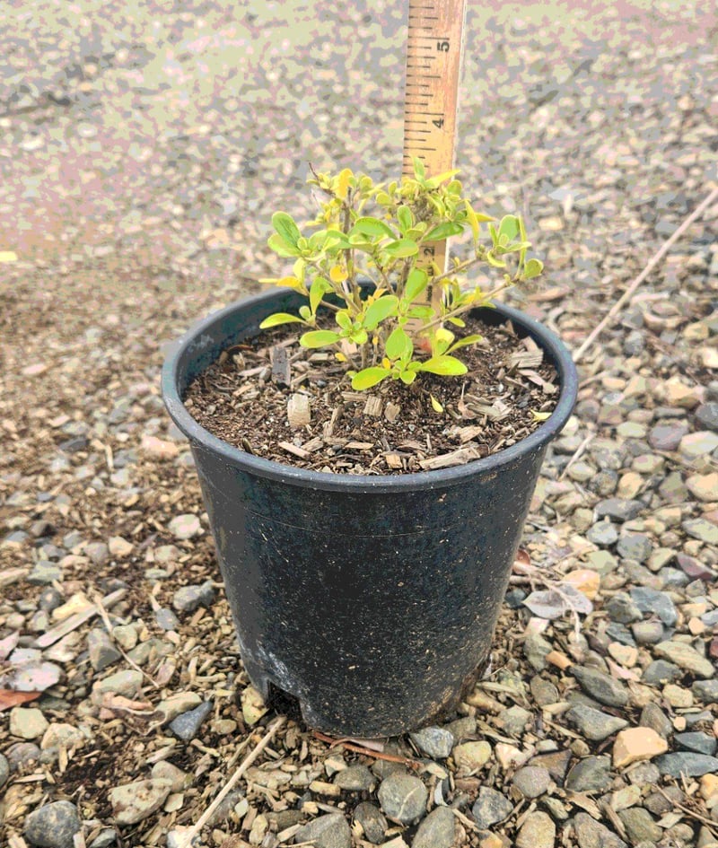 Photo for Coprosma petriei ('Prostrata') 'Verde Vista' (Creeping Coprosma)