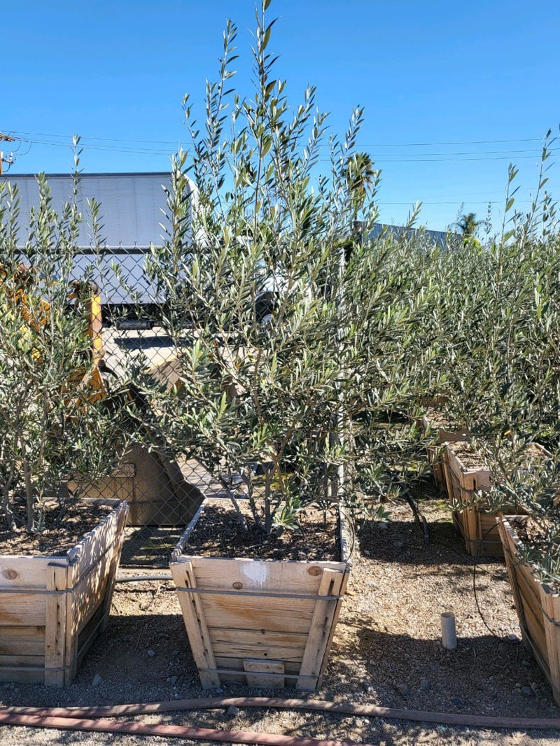 Photo for Olea europaea 'Fruitless' (Multi) (Fruitless Olive)