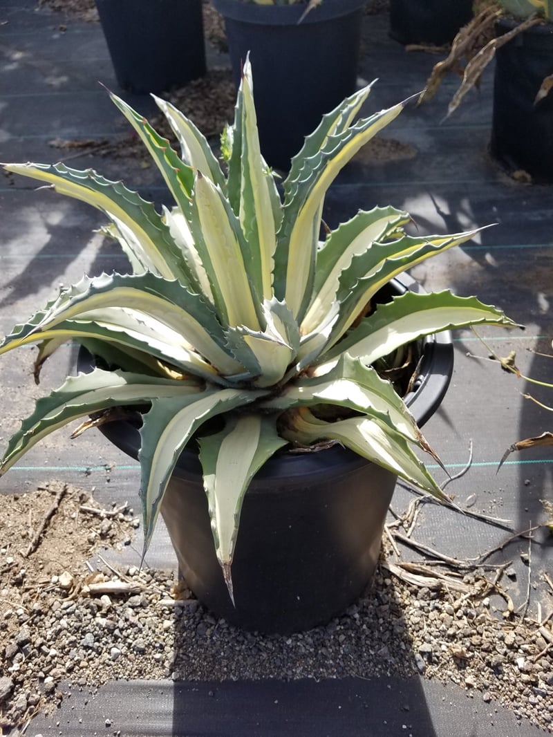 Photo for Agave americana var. 'Mediopicta Alba' (White Striped Century Plant)