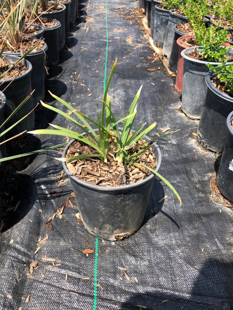 Photo for Agapanthus 'Peter Pan Blue' (Peter Pan Dwarf Lily of the Nile)