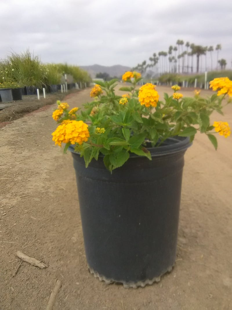 Photo for Lantana x 'New Gold' (New Gold Lantana)