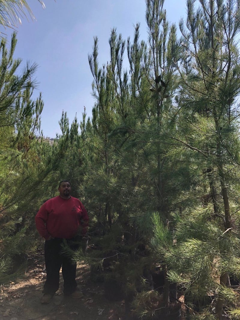 Photo for Pinus eldarica (Afghan Pine)