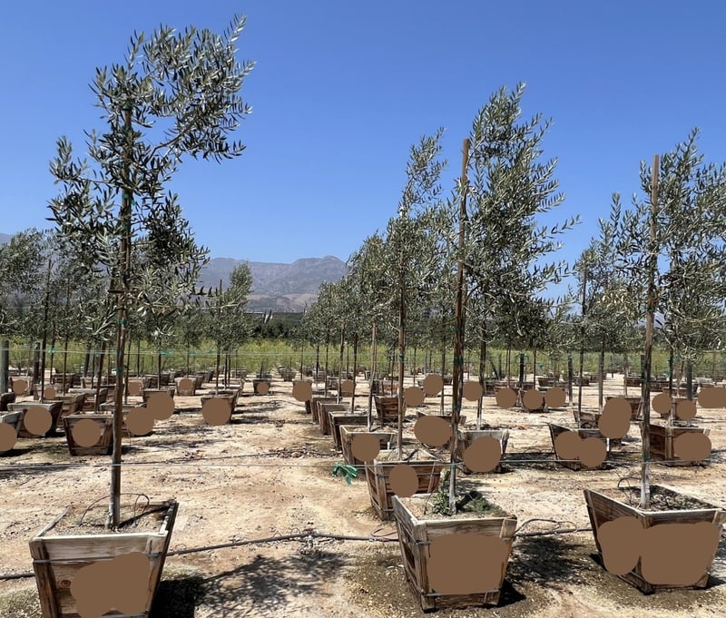 Photo for Olea europaea 'Swan Hill' (Standard) (Swan Hill Fruitless Olive)