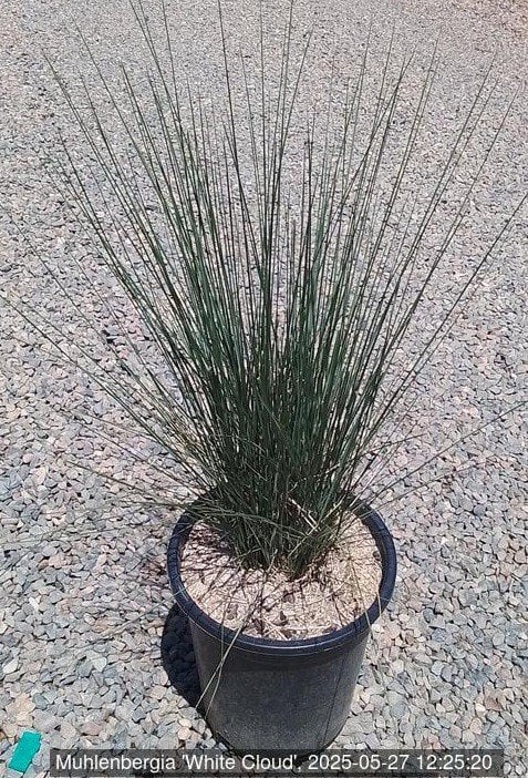 Photo for Muhlenbergia capillaris 'White Cloud' (White Awn Muhly)