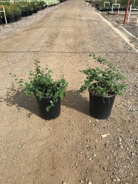 Photo for Ceanothus griseus horizontalis 'Yankee Point' (Yankee Point Ceanothus)