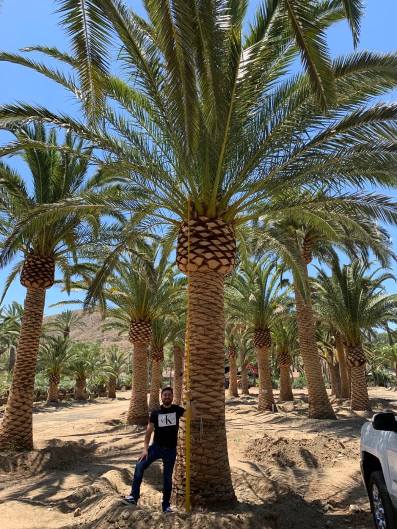 Photo for Phoenix canariensis (Canary Date Palm)