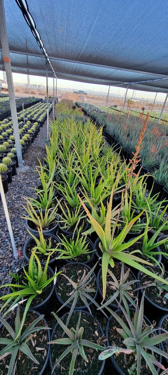 Photo for Aloe barbadensis (Medicinal Aloe Vera)