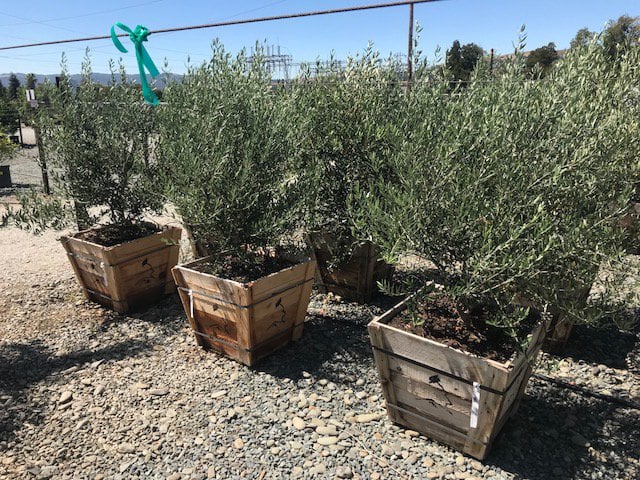 Photo for Olea europaea 'Swan Hill' (Swan Hill Olive)