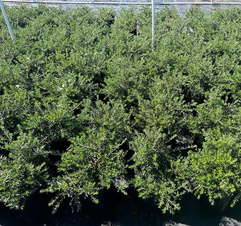 Photo for Westringia fruticosa 'Mundi' (Low Coast Rosemary)