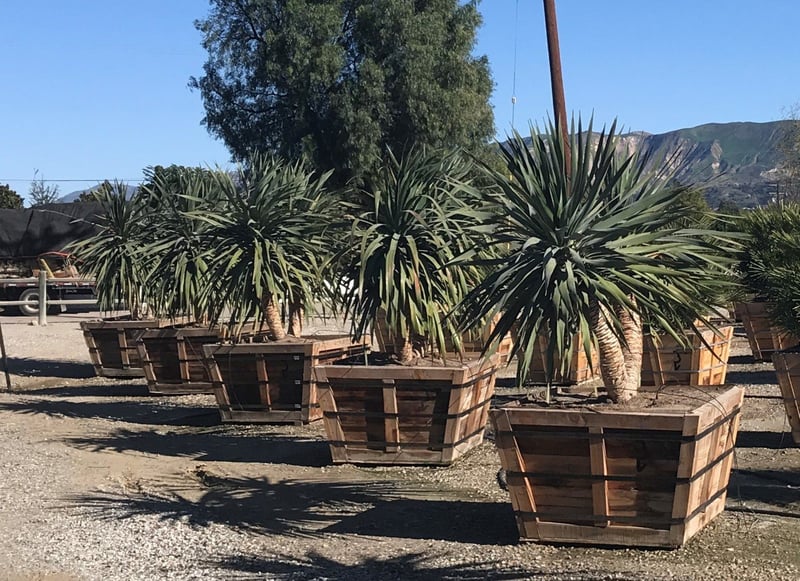 Photo for Dracaena draco (Triple-trunk) (Dragon Tree)