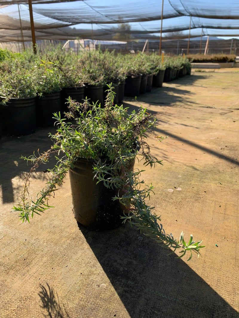 Photo for Zauschneria californica (Epilobium canum)   (California Fuchsia )