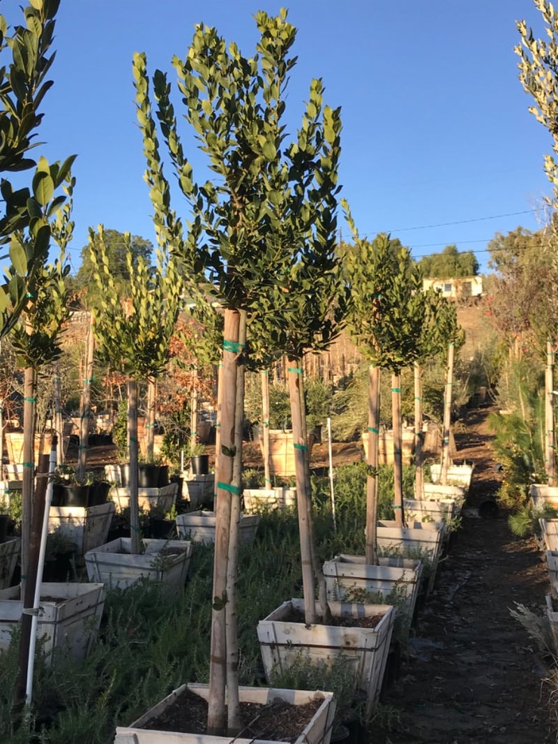 Photo for Laurus nobilis (Standard) (Sweet bay)