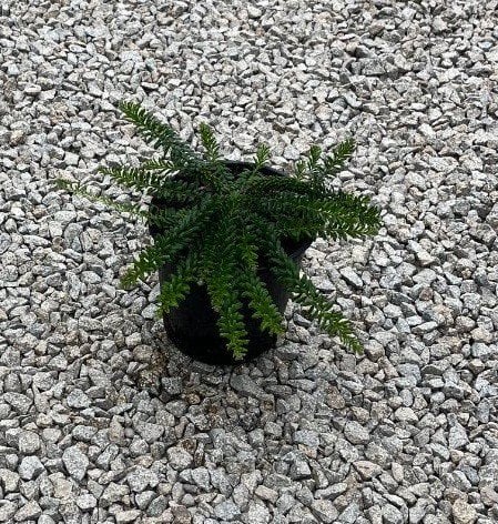 Photo for Grevillea lanigera 'Mt. Tamboritha' (Mt. Tamboritha Wooly Grevillea)