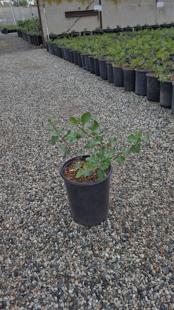 Photo for Rhus ovata (Sugar Bush)