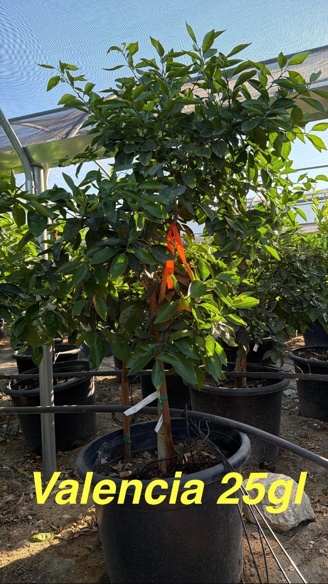 Photo for Citrus sinensis 'Valencia' (Valencia Orange Tree)