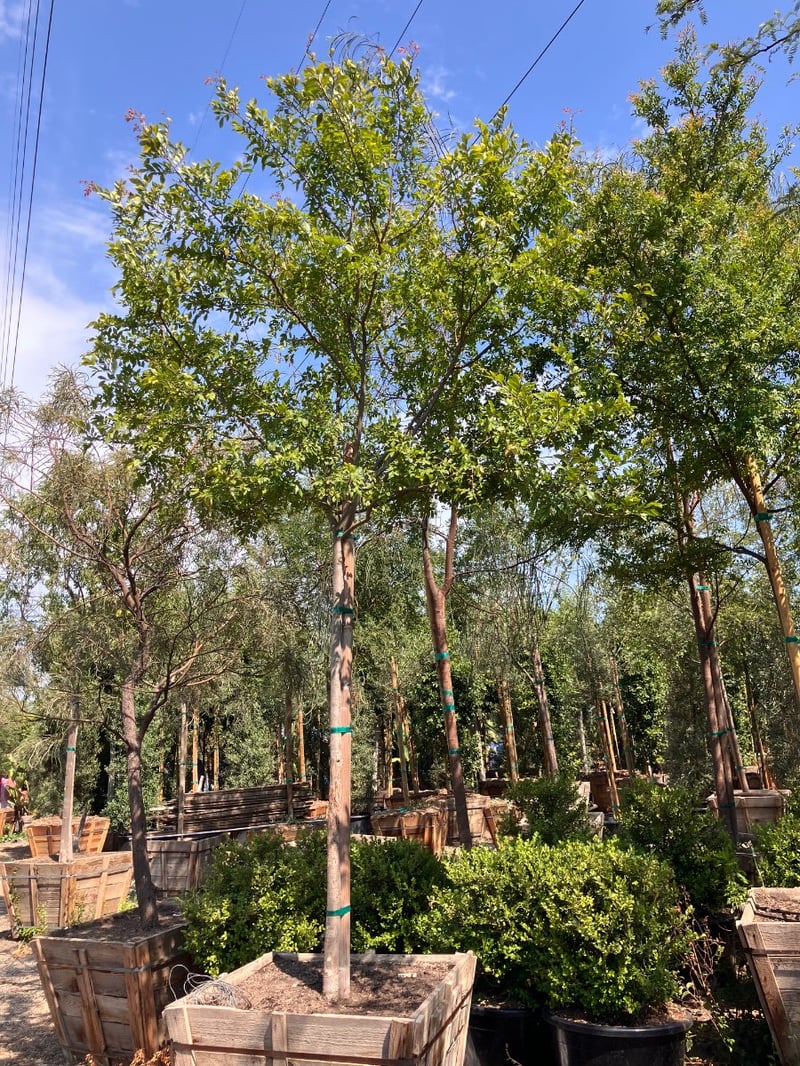 Photo for Ulmus parviflora 'True Green' (True Green Chinese Elm)