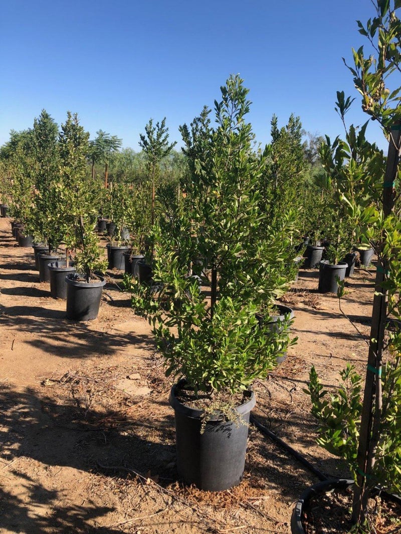 Photo for Prunus caroliniana 'Bright n Tight' ('Compacta') (Bright n Tight ('Compacta') Carolina Laurel)