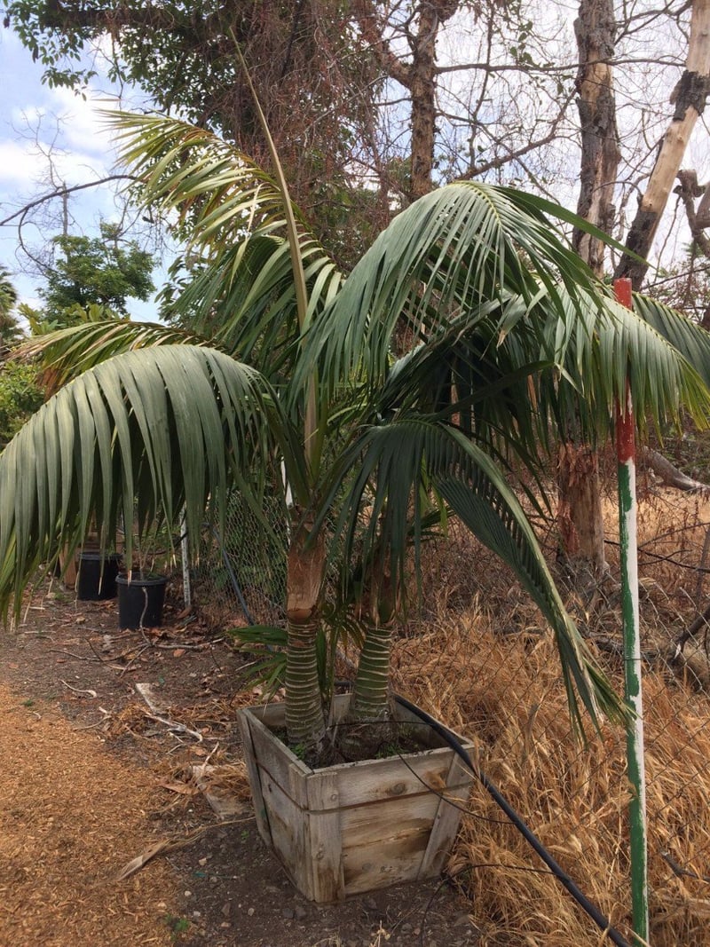 Photo for Howea forsteriana (Multi) (Kentia Palm)