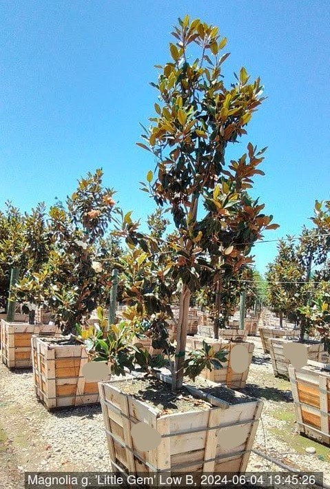 Photo for Magnolia grandiflora 'Little Gem' (Multi) (Little Gem Dwarf Southern Magnolia)