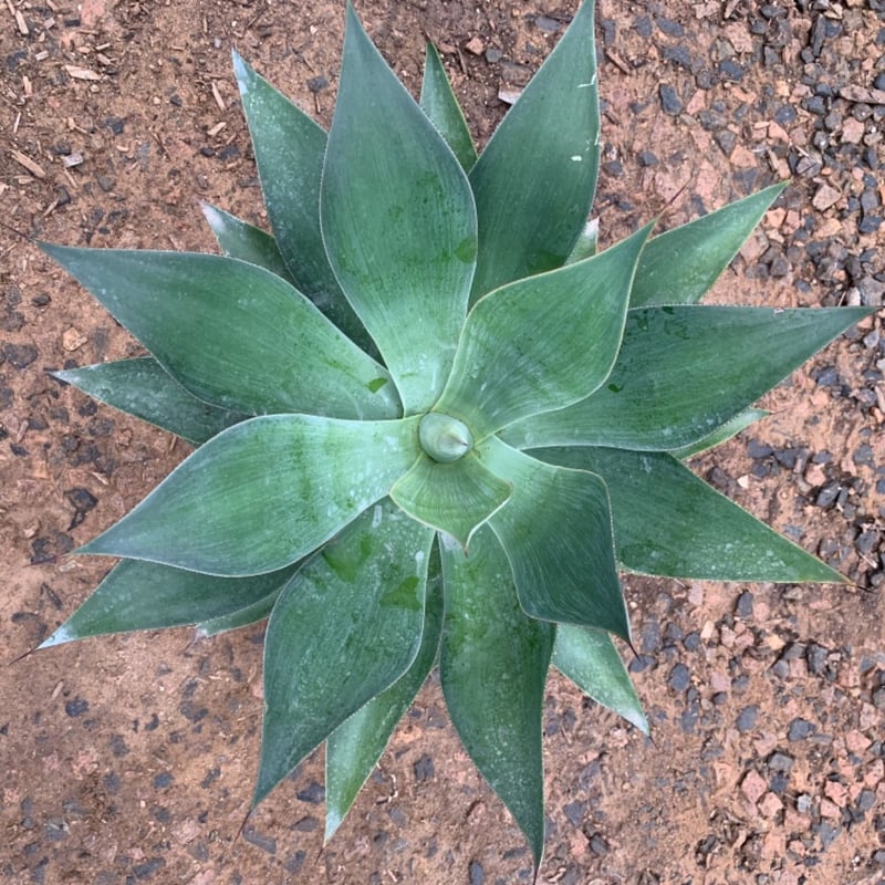 Photo for Agave attenuata 'Blue Flame' (Blue Flame Agave)