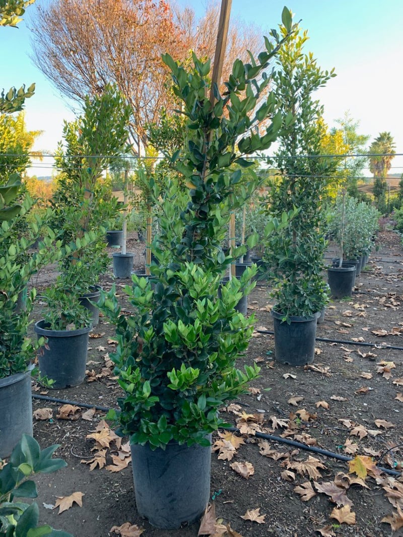 Photo for Ligustrum japonicum (Column) (Waxleaf Privet, Japanese Privet)