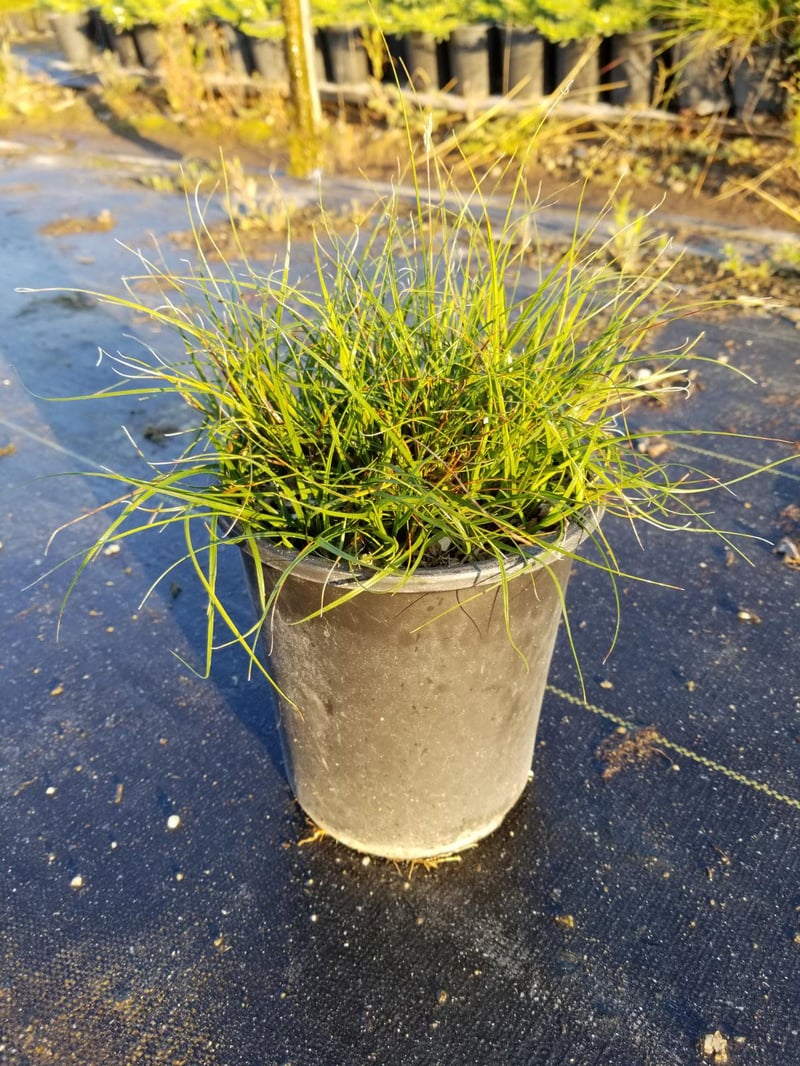 Photo for Carex pansa (California Meadow Sedge)