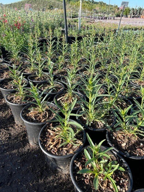Photo for Penstemon spectabilis (Royal Beard Tongue)