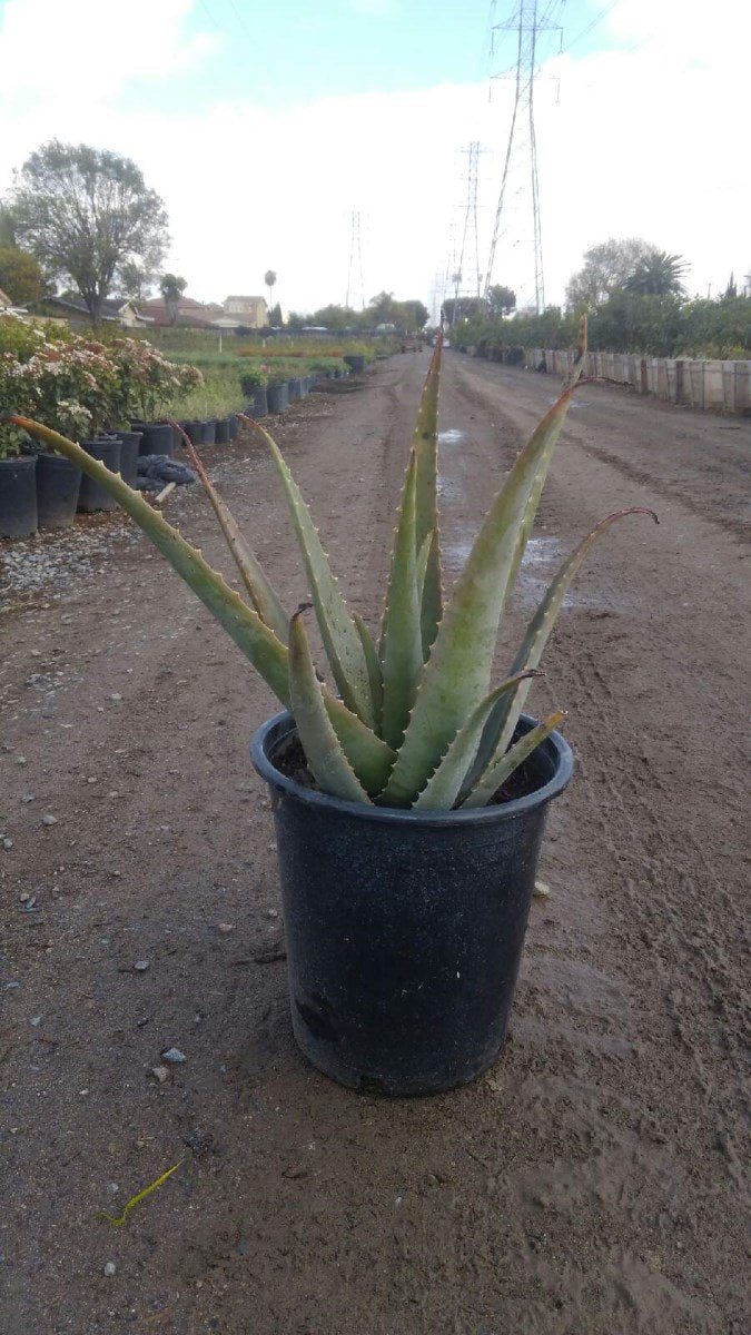 Photo for Aloe barbadensis (Medicinal Aloe Vera)