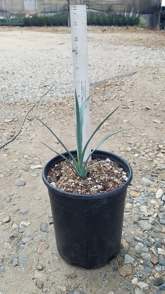 Photo for Hesperoyucca whipplei (Our Lord's Candle)