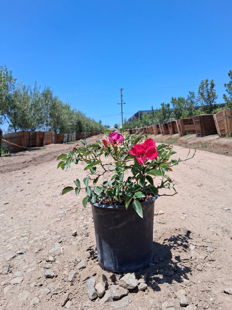 Photo for Rosa x 'Noare' (Flower Carpet Red Groundcover Rose)