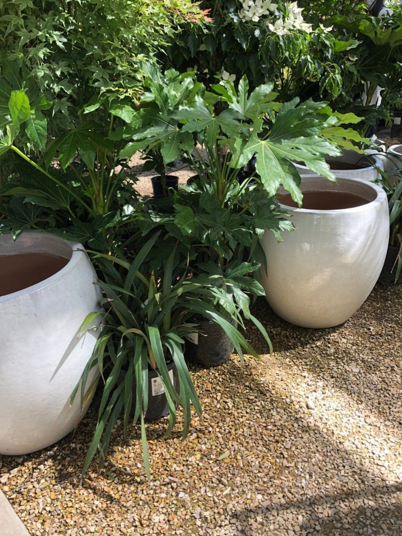 Photo for Fatsia japonica (Japanese Aralia, Paper Plant)