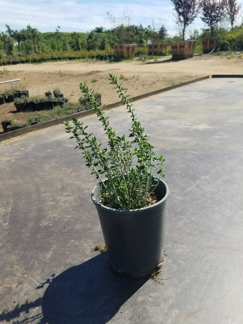 Photo for Teucrium chamaedrys (Wall Germander)